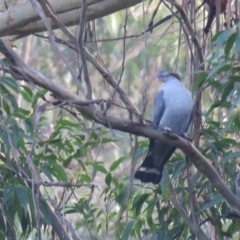 Lopholaimus antarcticus (Topknot Pigeon) at Jamberoo, NSW - 6 May 2018 by Liam.m