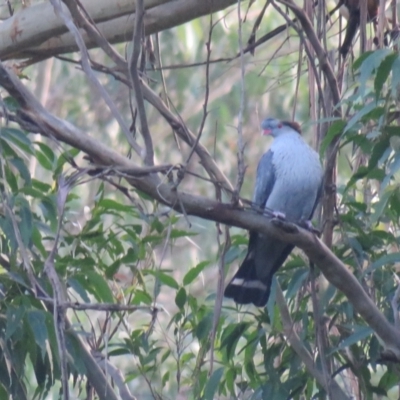 Lopholaimus antarcticus (Topknot Pigeon) at Jamberoo, NSW - 6 May 2018 by Liam.m
