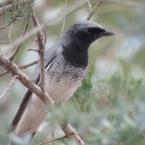 Coracina papuensis at San Isidore, NSW - 27 May 2018