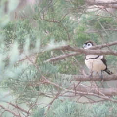 Stizoptera bichenovii (Double-barred Finch) at San Isidore, NSW - 27 May 2018 by Liam.m