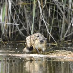 Hydromys chrysogaster (Rakali or Water Rat) at Jerrabomberra Wetlands - 11 Oct 2021 by davidcunninghamwildlife