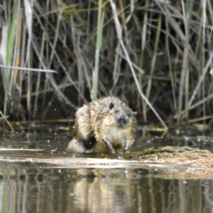 Hydromys chrysogaster (Rakali or Water Rat) at Fyshwick, ACT - 11 Oct 2021 by davidcunninghamwildlife