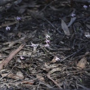 Caladenia fuscata at Bruce, ACT - 23 Sep 2021