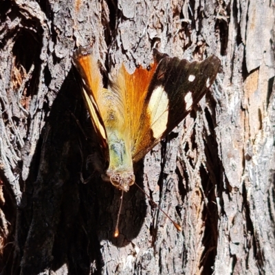 Vanessa itea (Yellow Admiral) at Coree, ACT - 11 Oct 2021 by RobG1