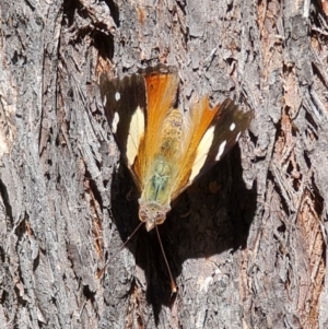 Vanessa itea at Coree, ACT - 11 Oct 2021 12:34 PM