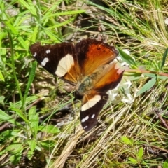 Vanessa itea at Coree, ACT - 11 Oct 2021 12:34 PM