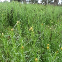 Xerochrysum viscosum (Sticky Everlasting) at Molonglo Valley, ACT - 10 Oct 2021 by sangio7