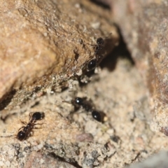 Monomorium sp. (genus) (A Monomorium ant) at Bruce, ACT - 23 Sep 2021 by AlisonMilton