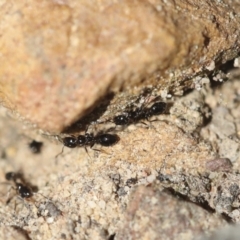Monomorium sp. (genus) at Bruce, ACT - 23 Sep 2021