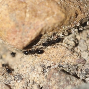 Monomorium sp. (genus) at Bruce, ACT - 23 Sep 2021