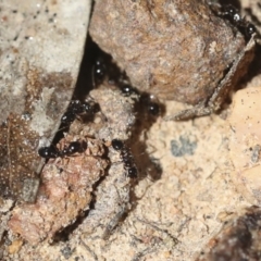 Monomorium sp. (genus) at Bruce, ACT - 23 Sep 2021