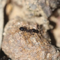 Monomorium sp. (genus) at Bruce, ACT - 23 Sep 2021