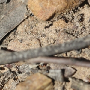 Monomorium sp. (genus) at Bruce, ACT - 23 Sep 2021