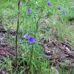 Solanum linearifolium (Kangaroo Apple) at Molonglo Valley, ACT - 10 Oct 2021 by sangio7