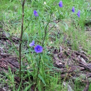 Solanum linearifolium at Molonglo Valley, ACT - 10 Oct 2021