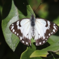 Belenois java (Caper White) at Kaleen, ACT - 8 Oct 2021 by Tammy