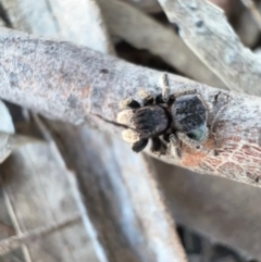 Maratus vespertilio (Bat-like peacock spider) at Murrumbateman, NSW - 11 Oct 2021 by SimoneC