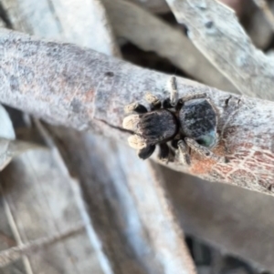 Maratus vespertilio at Murrumbateman, NSW - suppressed