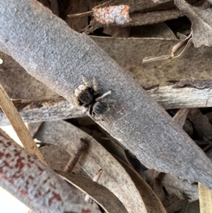 Maratus vespertilio at Murrumbateman, NSW - suppressed