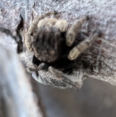 Maratus vespertilio at Murrumbateman, NSW - 11 Oct 2021