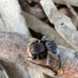 Maratus vespertilio at Murrumbateman, NSW - 11 Oct 2021