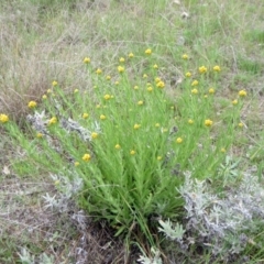 Chrysocephalum semipapposum (Clustered Everlasting) at Molonglo Valley, ACT - 10 Oct 2021 by sangio7