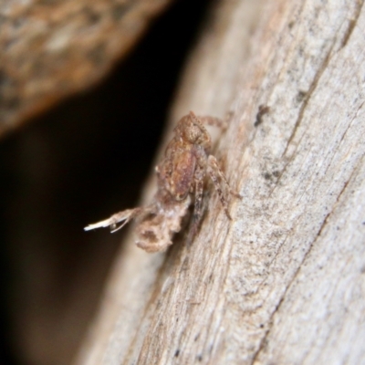 Fulgoroidea sp. (superfamily) (Unidentified fulgoroid planthopper) at Hughes Grassy Woodland - 11 Oct 2021 by LisaH