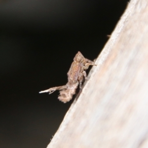 Fulgoroidea sp. (superfamily) at Hughes, ACT - 11 Oct 2021