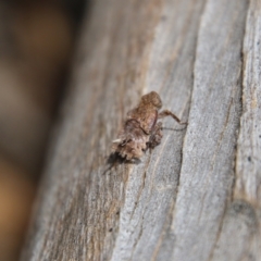 Fulgoroidea sp. (superfamily) at Hughes, ACT - 11 Oct 2021