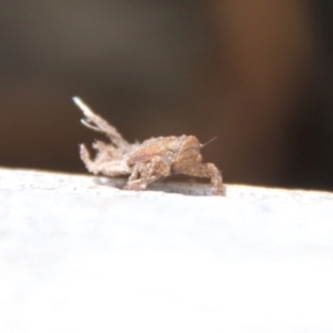 Fulgoroidea sp. (superfamily) at Hughes, ACT - 11 Oct 2021