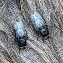 Australophyra rostrata (Black Carrion Fly) at Stromlo, ACT - 3 Oct 2021 by HelenCross