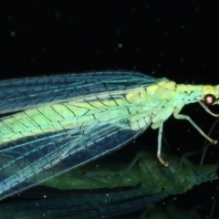 Apertochrysa edwardsi (A Green Lacewing) at Ainslie, ACT - 9 Oct 2021 by jbromilow50