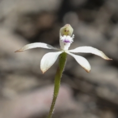 Caladenia ustulata (Brown Caps) at Bruce, ACT - 27 Sep 2021 by AlisonMilton