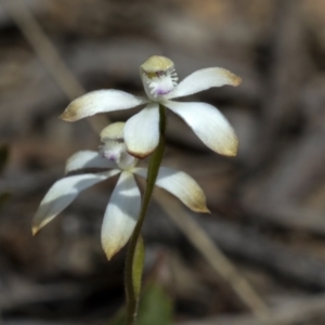 Caladenia ustulata at Bruce, ACT - suppressed