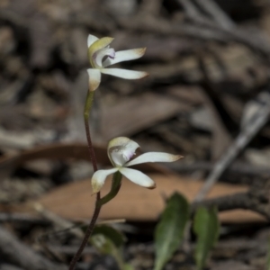 Caladenia ustulata at Bruce, ACT - suppressed