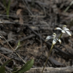 Caladenia ustulata at Bruce, ACT - suppressed