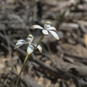 Caladenia ustulata at Bruce, ACT - suppressed