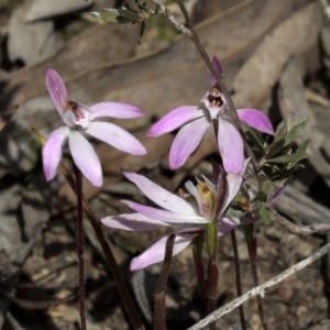 Caladenia fuscata at Bruce, ACT - suppressed