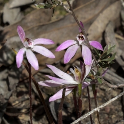 Caladenia fuscata (Dusky Fingers) at Bruce Ridge to Gossan Hill - 27 Sep 2021 by AlisonMilton