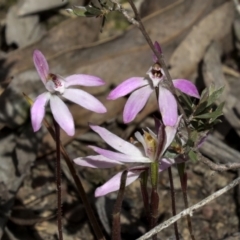 Caladenia fuscata (Dusky fingers) at Bruce, ACT - 27 Sep 2021 by AlisonMilton