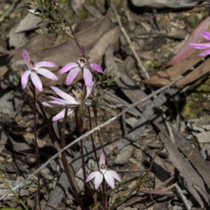 Caladenia fuscata at Bruce, ACT - suppressed