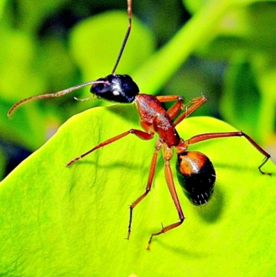 Camponotus consobrinus (Banded sugar ant) at Crooked Corner, NSW - 24 Sep 2010 by Milly