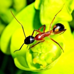 Camponotus consobrinus at Crooked Corner, NSW - 24 Sep 2010