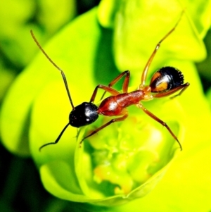 Camponotus consobrinus at Crooked Corner, NSW - 24 Sep 2010