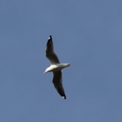 Chroicocephalus novaehollandiae (Silver Gull) at Cook, ACT - 8 Oct 2021 by Tammy