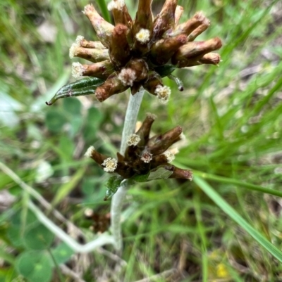 Euchiton japonicus (Creeping Cudweed) at Murrumbateman, NSW - 10 Oct 2021 by SimoneC