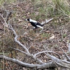 Gymnorhina tibicen (Australian Magpie) at Jerrabomberra, NSW - 10 Oct 2021 by SteveBorkowskis