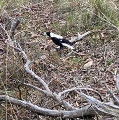 Gymnorhina tibicen (Australian Magpie) at Mount Jerrabomberra - 10 Oct 2021 by Steve_Bok