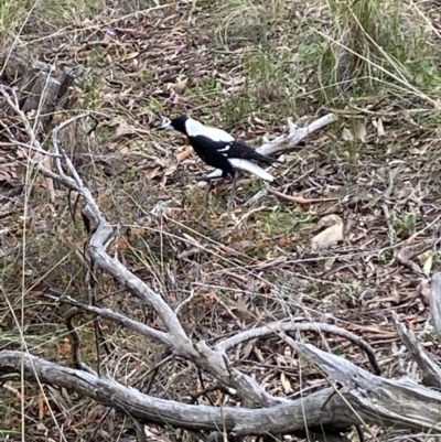 Gymnorhina tibicen (Australian Magpie) at Jerrabomberra, NSW - 10 Oct 2021 by SteveBorkowskis