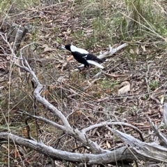 Gymnorhina tibicen (Australian Magpie) at Jerrabomberra, NSW - 10 Oct 2021 by Steve_Bok